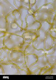 Attēlu rezultāti vaicājumam “Gulielmina vermicularis macro”