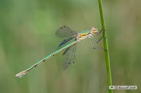 Attēlu rezultāti vaicājumam “Lestes virens female”