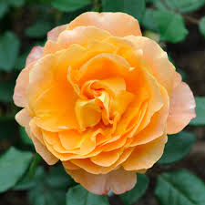 Attēlu rezultāti vaicājumam “Rosaceae”