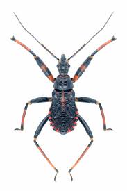 Attēlu rezultāti vaicājumam “Rhynocoris annulatus”