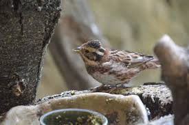 Image result for Emberiza rustica