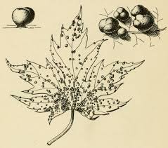 Attēlu rezultāti vaicājumam “Vasates quadripedes”