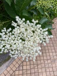 Attēlu rezultāti vaicājumam “Sambucus nigra flower”
