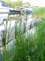 Attēlu rezultāti vaicājumam “Carex disticha”