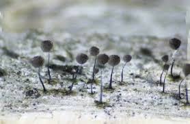 Attēlu rezultāti vaicājumam “Paradiacheopsis sp.”