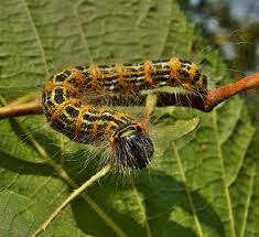 Attēlu rezultāti vaicājumam “Phalera bucephala”