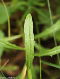 Attēlu rezultāti vaicājumam “Erysimum hieracifolium”
