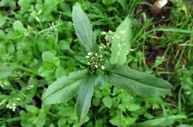 Attēlu rezultāti vaicājumam “Thlaspi arvense”