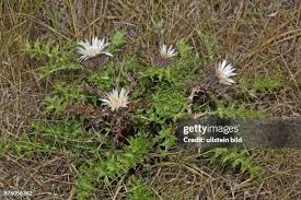 Image result for Silberdistel