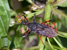 Attēlu rezultāti vaicājumam “Rhynocoris annulatus”