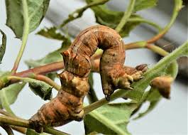 Attēlu rezultāti vaicājumam “Selenia dentaria larva”