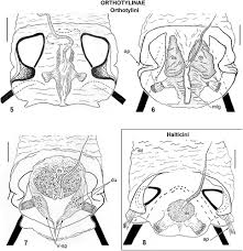 Attēlu rezultāti vaicājumam “Alloeotomus sp.”