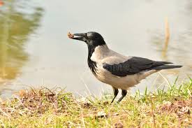 Attēlu rezultāti vaicājumam “Corvus cornix”