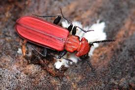 Attēlu rezultāti vaicājumam “Cucujus cinnaberinus larva”