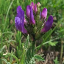 Attēlu rezultāti vaicājumam “Astragalus danicus leaf”