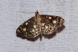 Attēlu rezultāti vaicājumam “Anania stachydalis”