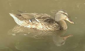 Image result for Anas rubripes