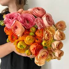 Attēlu rezultāti vaicājumam “Ranunculus mendax”