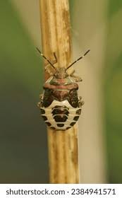 Attēlu rezultāti vaicājumam “Troilus luridus”