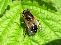 Attēlu rezultāti vaicājumam “Eristalis sp.”