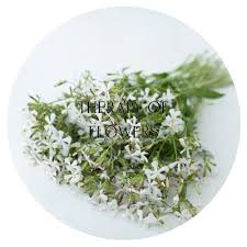 Attēlu rezultāti vaicājumam “Saponaria officinalis leaf”