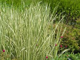 Attēlu rezultāti vaicājumam “Cychramus variegatus”