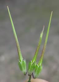Attēlu rezultāti vaicājumam “Erodium cicutarium bud”