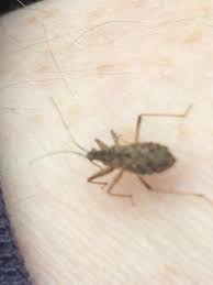 Attēlu rezultāti vaicājumam “Himacerus apterus”