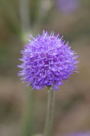 Image result for Succisa pratensis