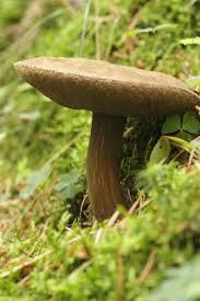 Attēlu rezultāti vaicājumam “Porphyrellus porphyrosporus”