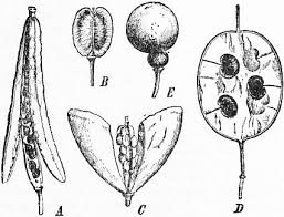 Attēlu rezultāti vaicājumam “Cruciferae”