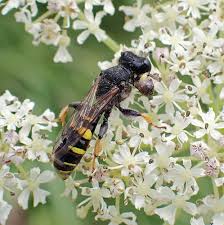 Attēlu rezultāti vaicājumam “Cribraria costata macro”