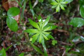 Attēlu rezultāti vaicājumam “Galium schultesii leaf”