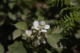Attēlu rezultāti vaicājumam “Rubus saxatilis flower”