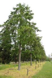 Attēlu rezultāti vaicājumam “Larix”