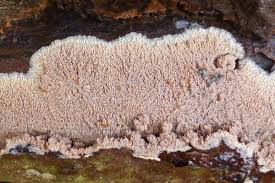 Attēlu rezultāti vaicājumam “Phlebia rufa”