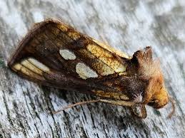 Attēlu rezultāti vaicājumam “Plusia festucae”