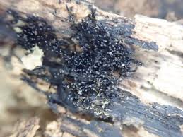 Attēlu rezultāti vaicājumam “Enerthenema papillatum stalked”