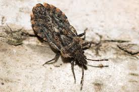 Attēlu rezultāti vaicājumam “Aradus betulae”