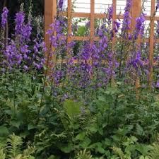 Attēlu rezultāti vaicājumam “Campanula rapunculoides flower”