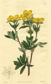 Attēlu rezultāti vaicājumam “Pentaphylloides fruticosa leaf”