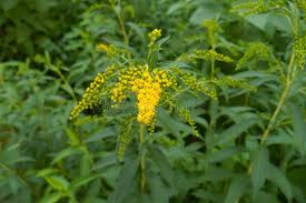 Attēlu rezultāti vaicājumam “Solidago virgaurea bud”