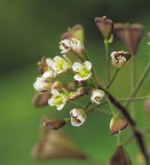 Attēlu rezultāti vaicājumam “Capsella bursa-pastoris”