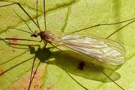 Attēlu rezultāti vaicājumam “Limoniidae”