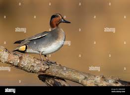 Attēlu rezultāti vaicājumam “Anas crecca male”