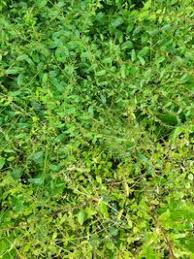 Attēlu rezultāti vaicājumam “Chenopodium polyspermum”