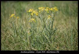 Attēlu rezultāti vaicājumam “Jacobaea paludosa”