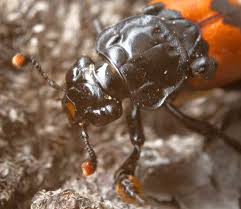 Attēlu rezultāti vaicājumam “Nicrophorus investigator imago”