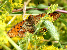 Attēlu rezultāti vaicājumam “Brenthis ino upperside”