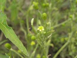 Attēlu rezultāti vaicājumam “Ranunculus sceleratus flower”